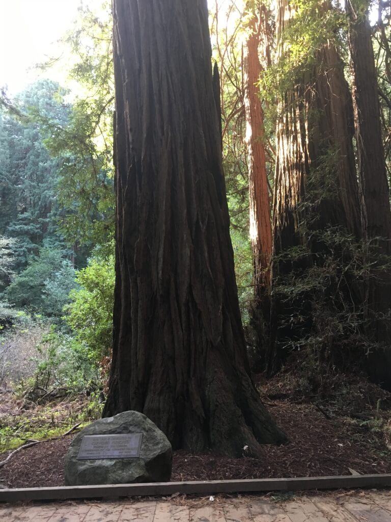 (2016-12-03) Muir Woods