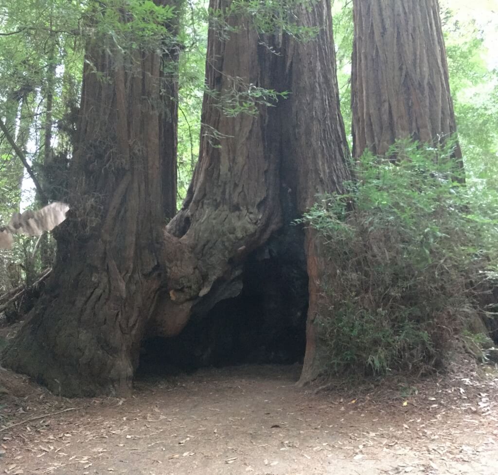 (2017-04-24) Henry Cowell State Park