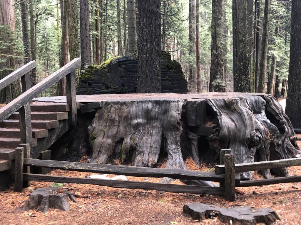 (2019-12-14) Calaveras Big Trees State Park