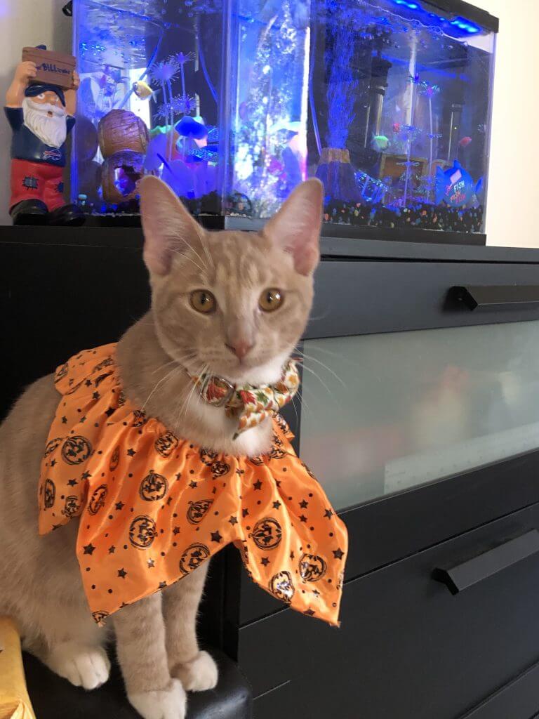 (2020-10-30) Halloween Collar