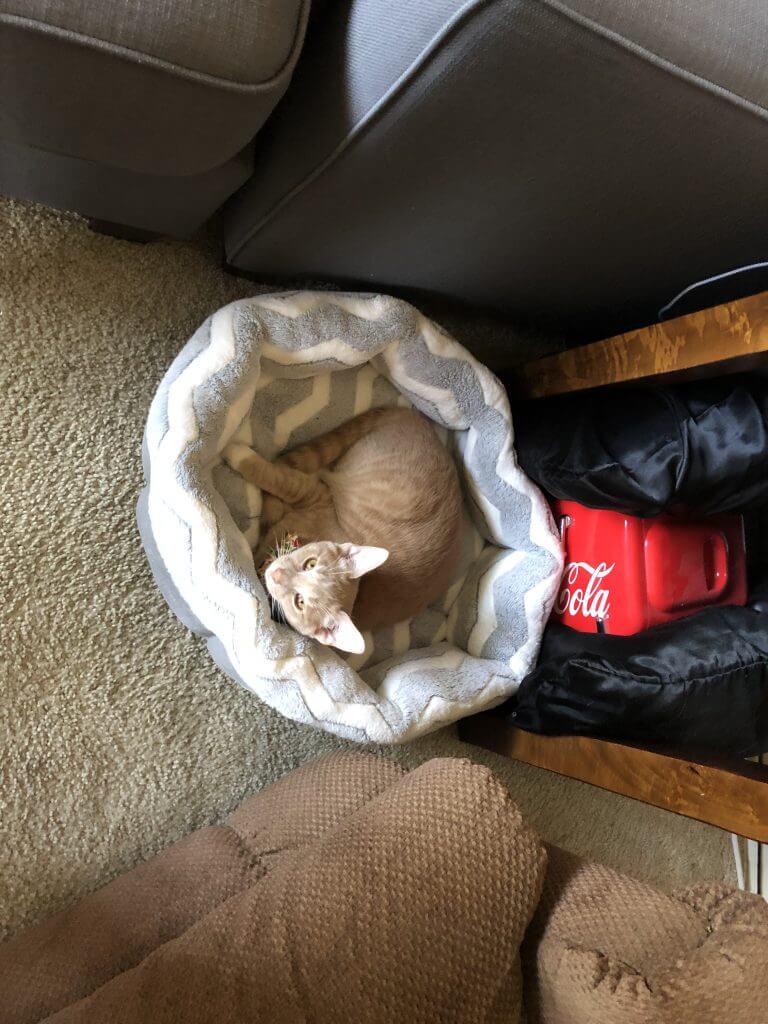 (2020-11-01) Cat Bed