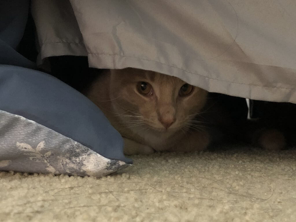 (2020-11-21) Under Bed