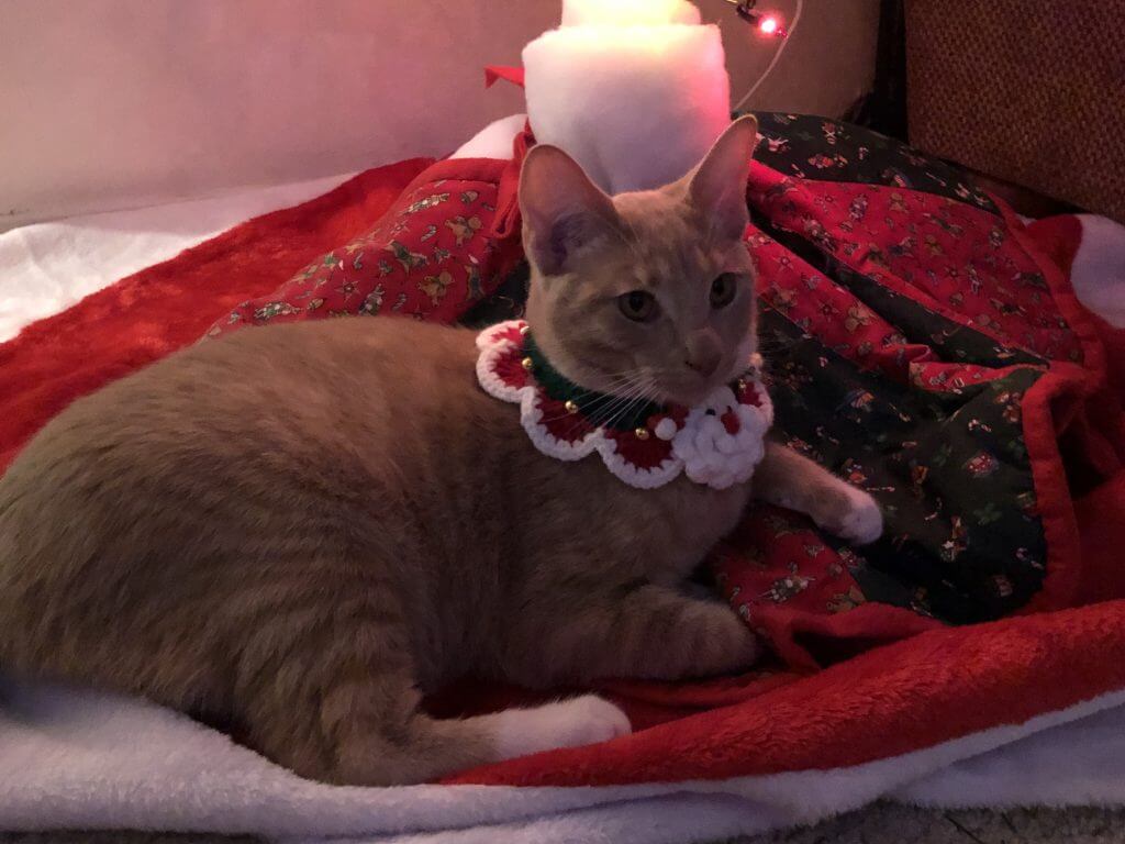 (2020-12-10) Christmas Collar