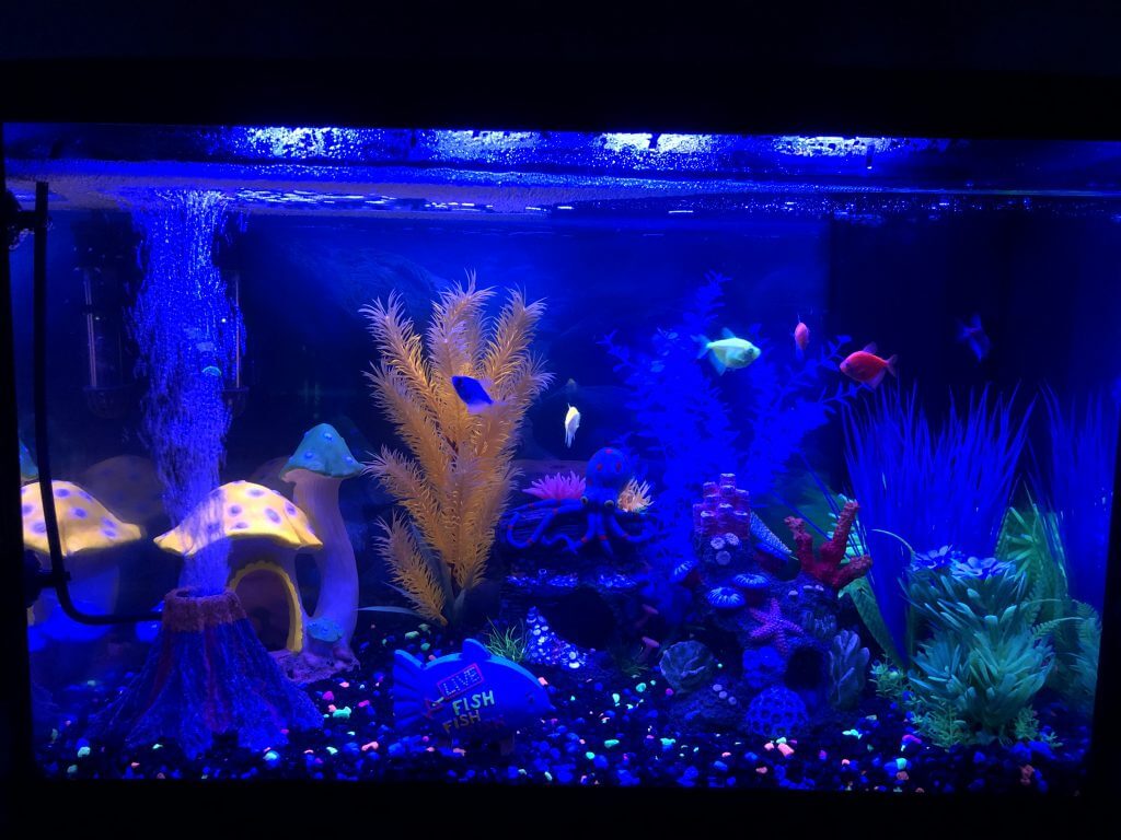 (2021-03-14) - 20 Gallon Fish Tank Pt 1