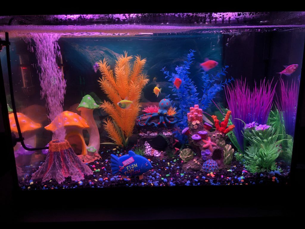 (2021-03-16) - 20 Gallon Fish Tank Pt 2