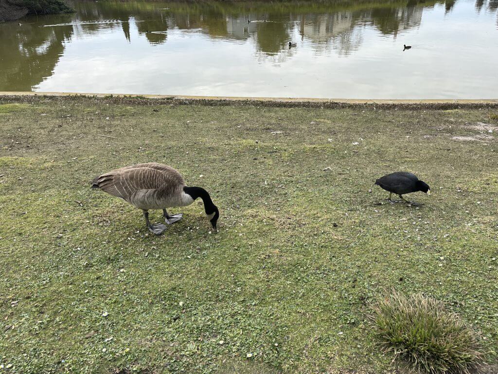 (2022-02-26) Lakeshore Park Lake