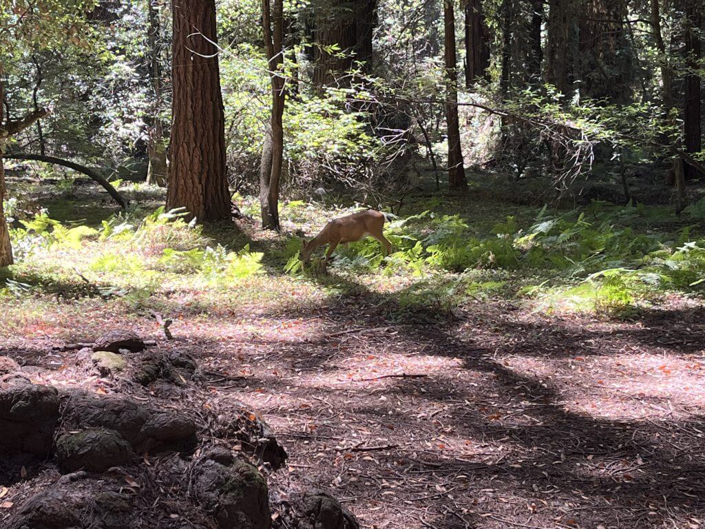 (2022-08-16) Henry Cowell State Park