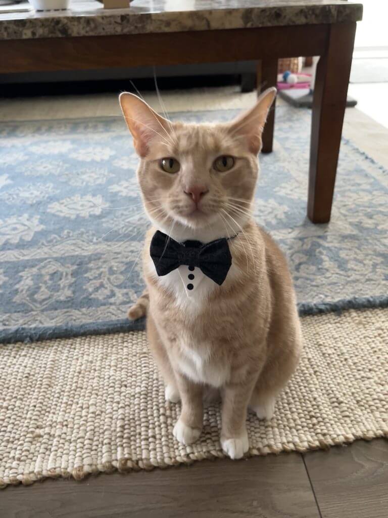 (2022-08-14) Wedding Bow Tie