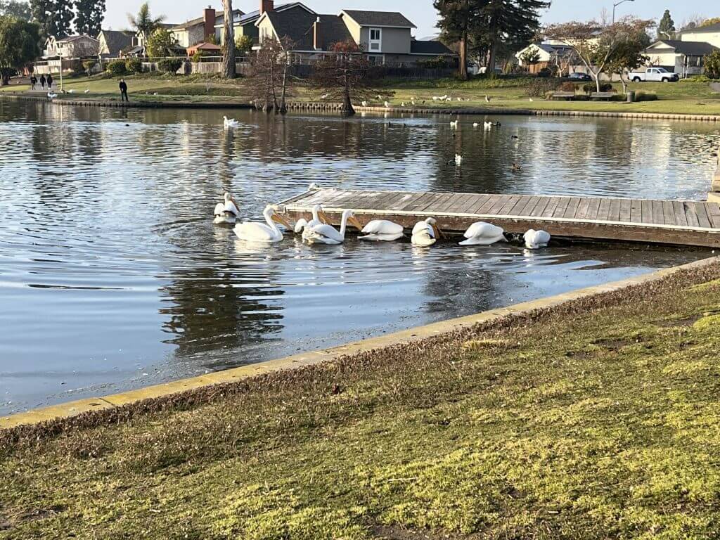 (2022-12-23) Lakeshore Park Lake