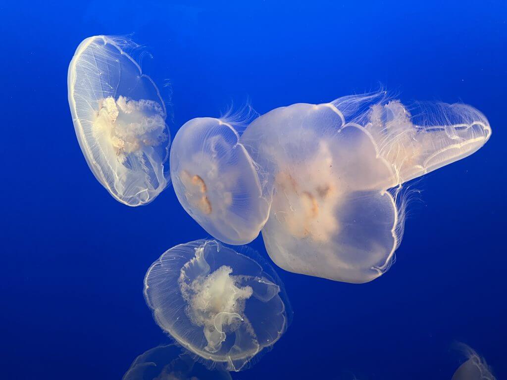 (2023-03-26) Monterey Bay Aquarium