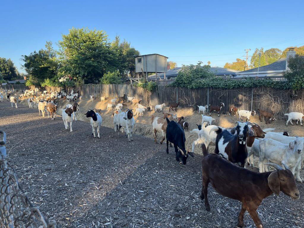 (2023-08-27) Goats